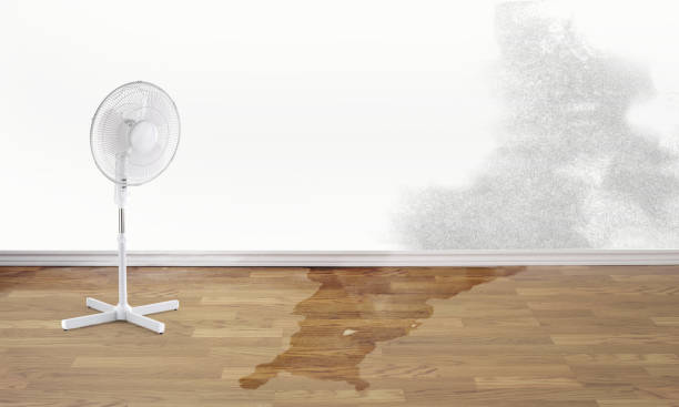 Best Flood damage cleanup  in Clifton, CO