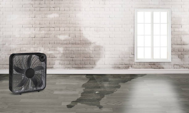 Best Flooded house restoration  in Clifton, CO